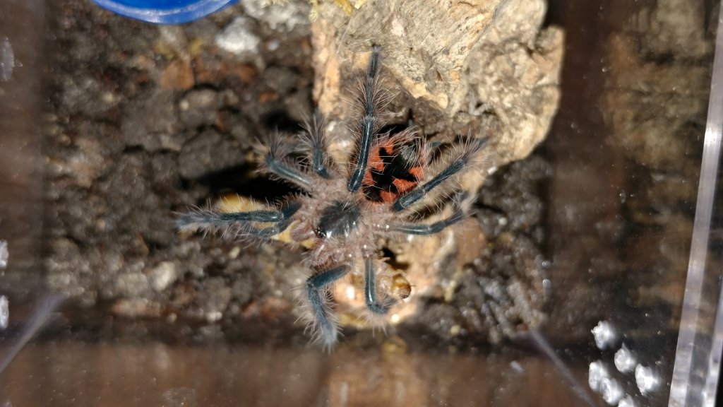 Pamphobeteus machala sling