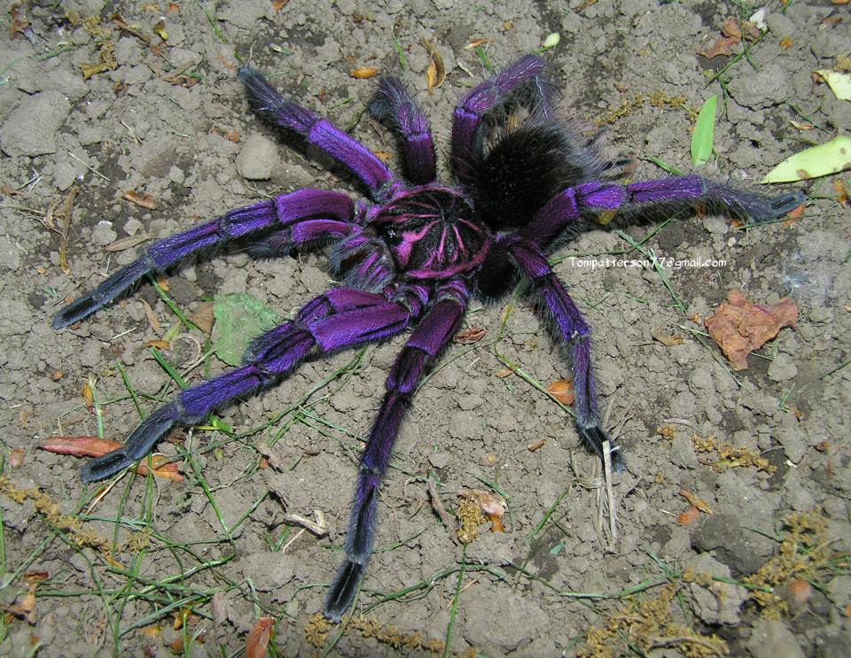 Pamphobeteus mature male