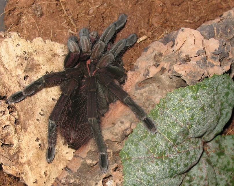 Pamphobeteus Nigricolor Male