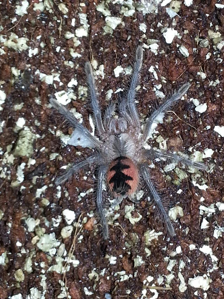 pamphobeteus nigricolor