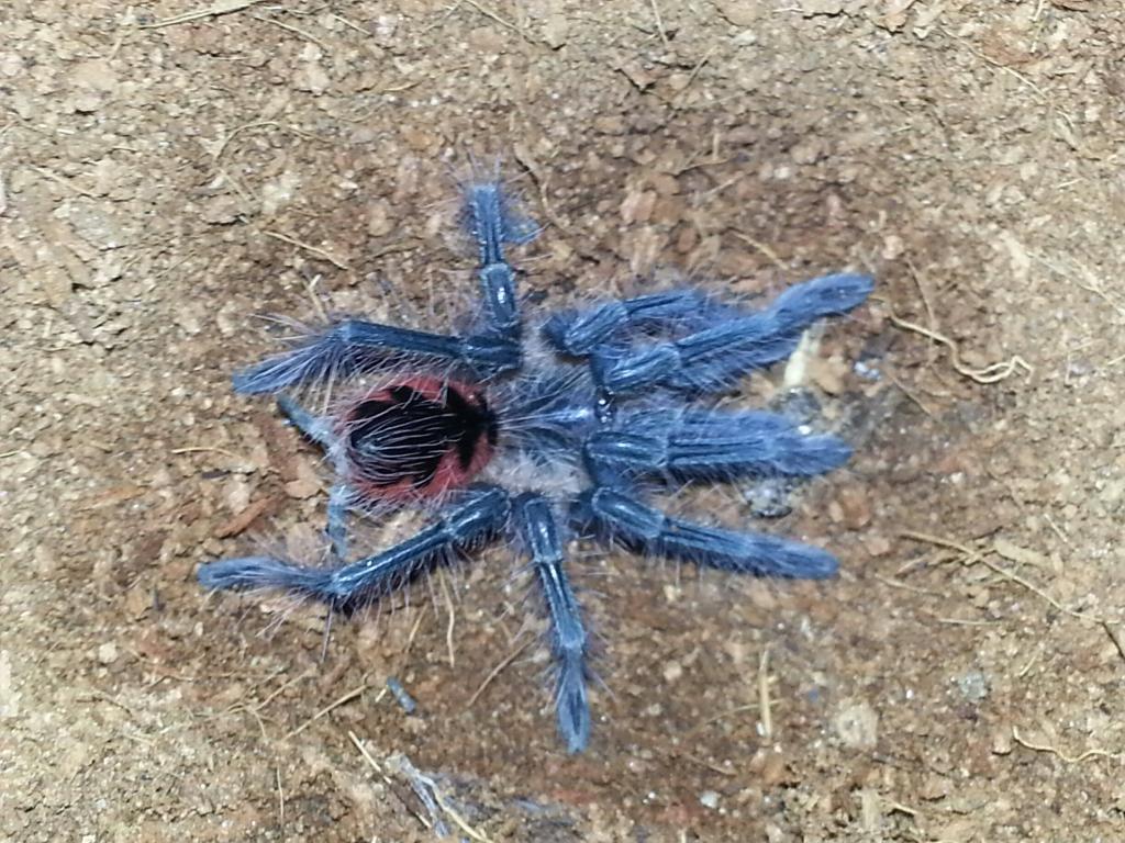 pamphobeteus nigricolor