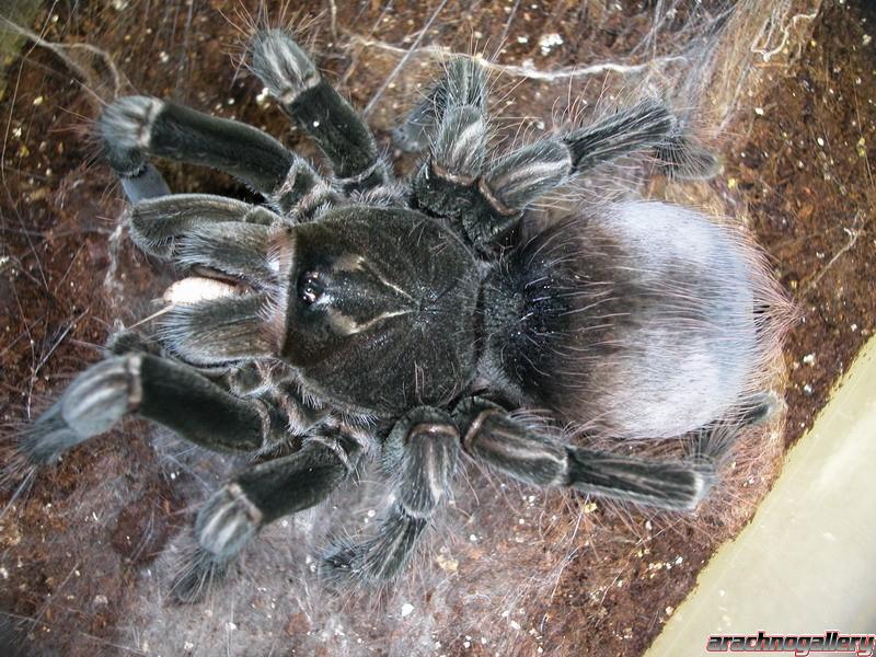 Pamphobeteus nigricolor