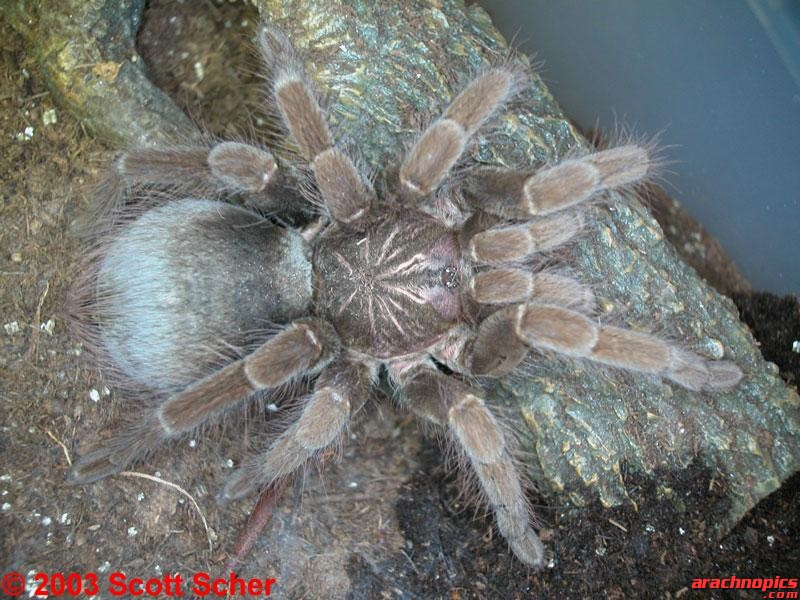 Pamphobeteus nigricolor