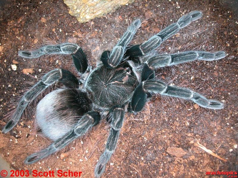 Pamphobeteus nigricolor