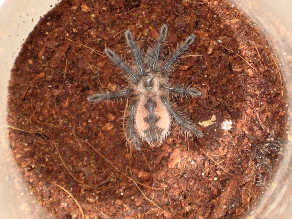 Pamphobeteus Nigricolor