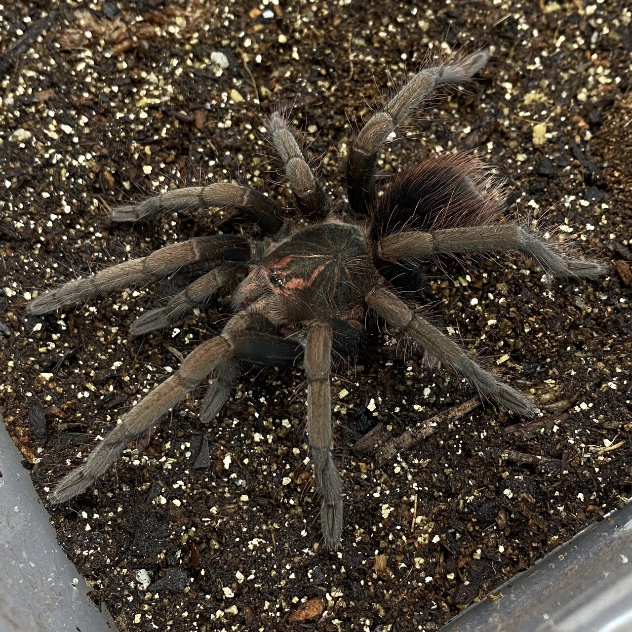 Pamphobeteus ornatus