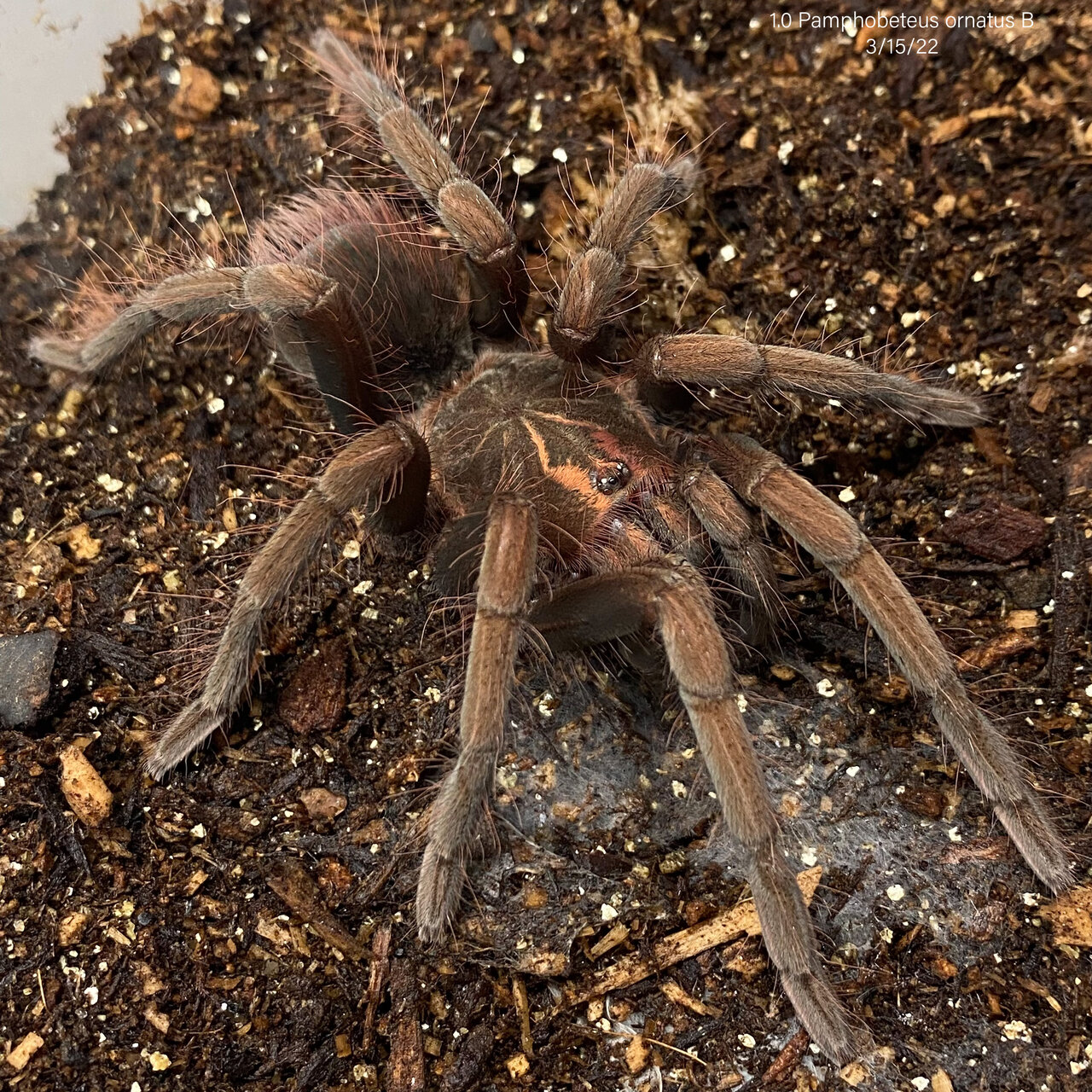 Pamphobeteus ornatus | Arachnoboards