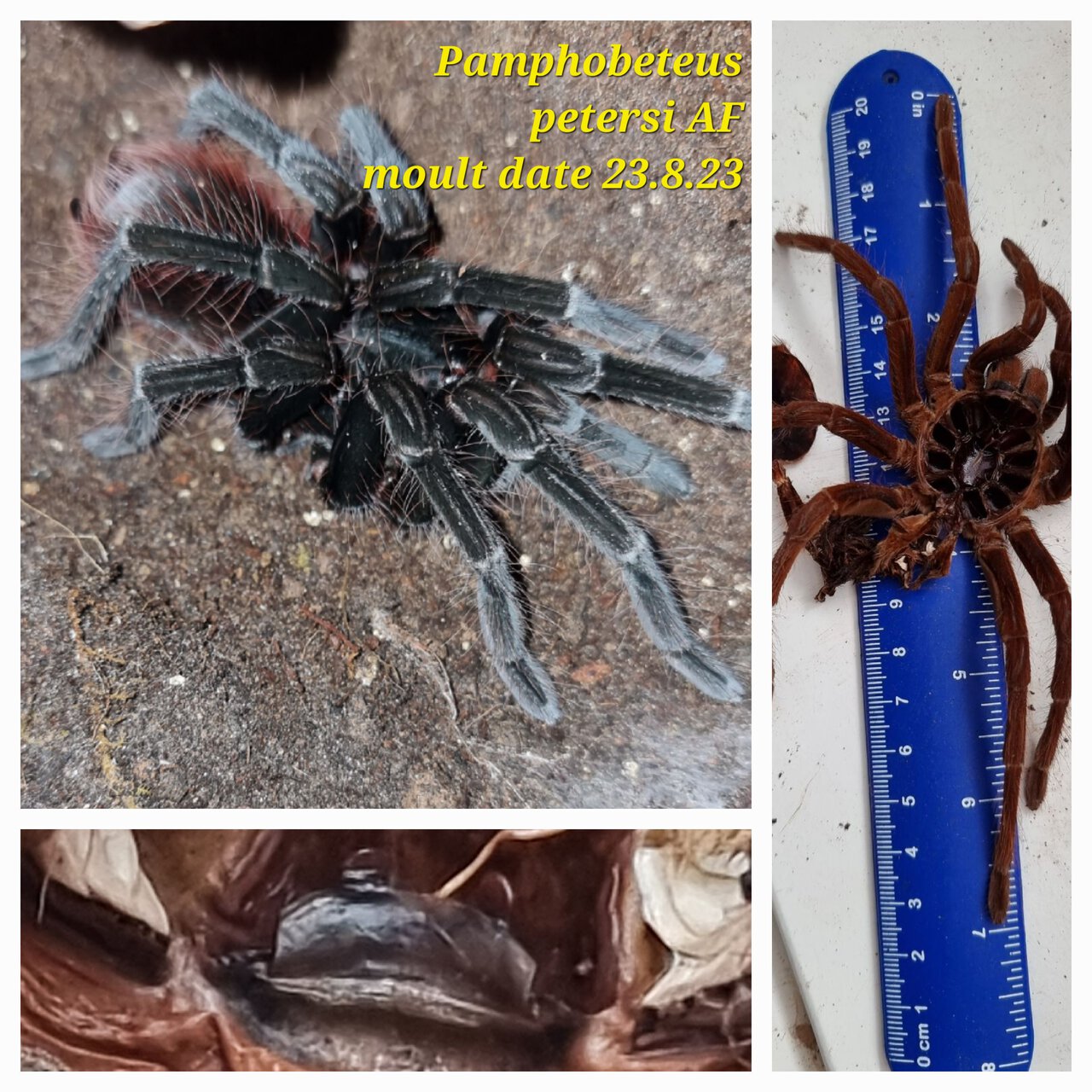 Pamphobeteus petersi