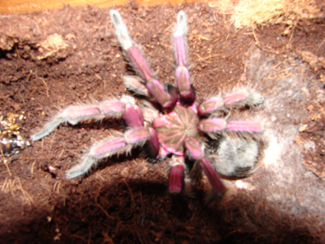 Pamphobeteus Plattyomma Brazilian Pink Bloom Male