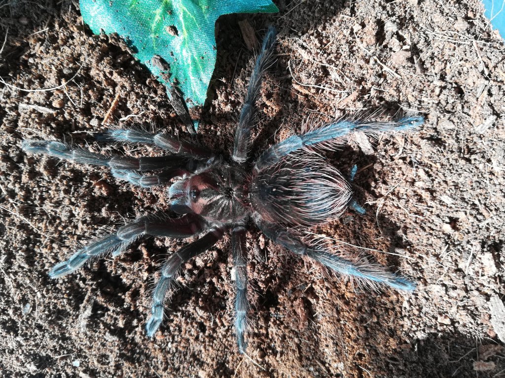 Pamphobeteus platyomma 0,1