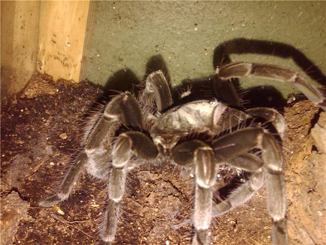 Pamphobeteus Platyomma  Brazilian Pinkbloom Female