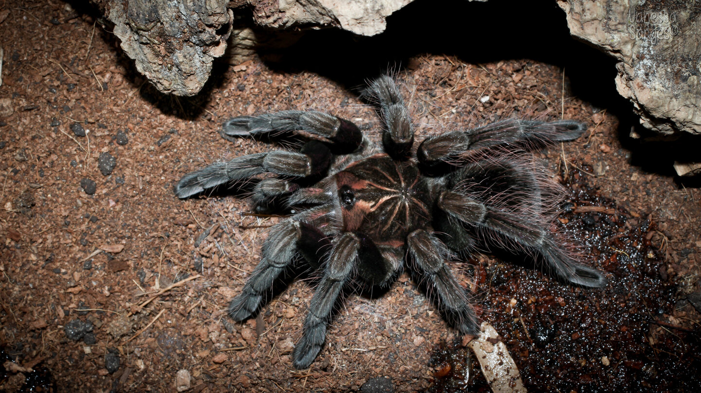 Pamphobeteus platyomma Juvenile Male - ~4"