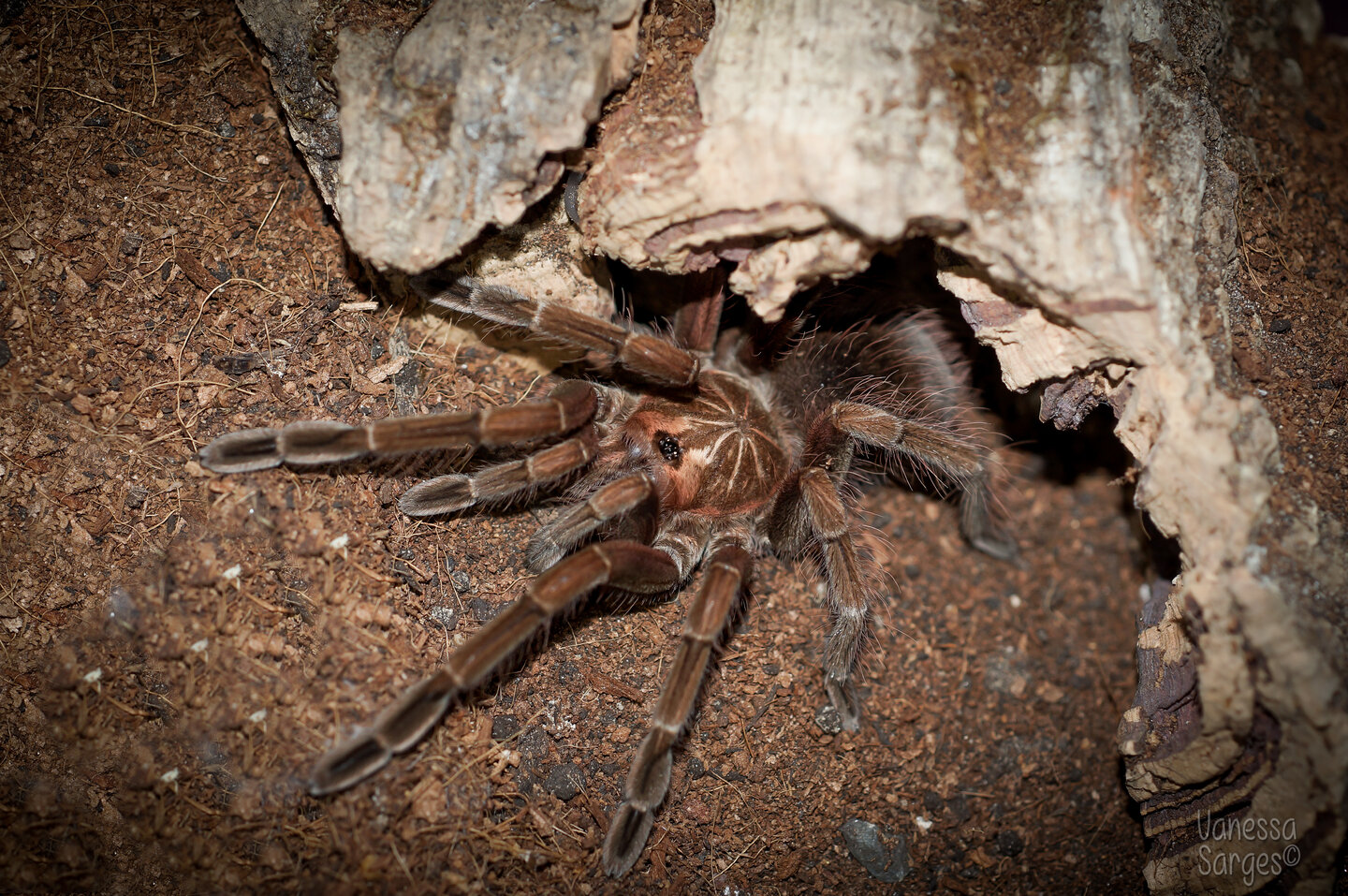 Pamphobeteus platyomma Juvenile Male