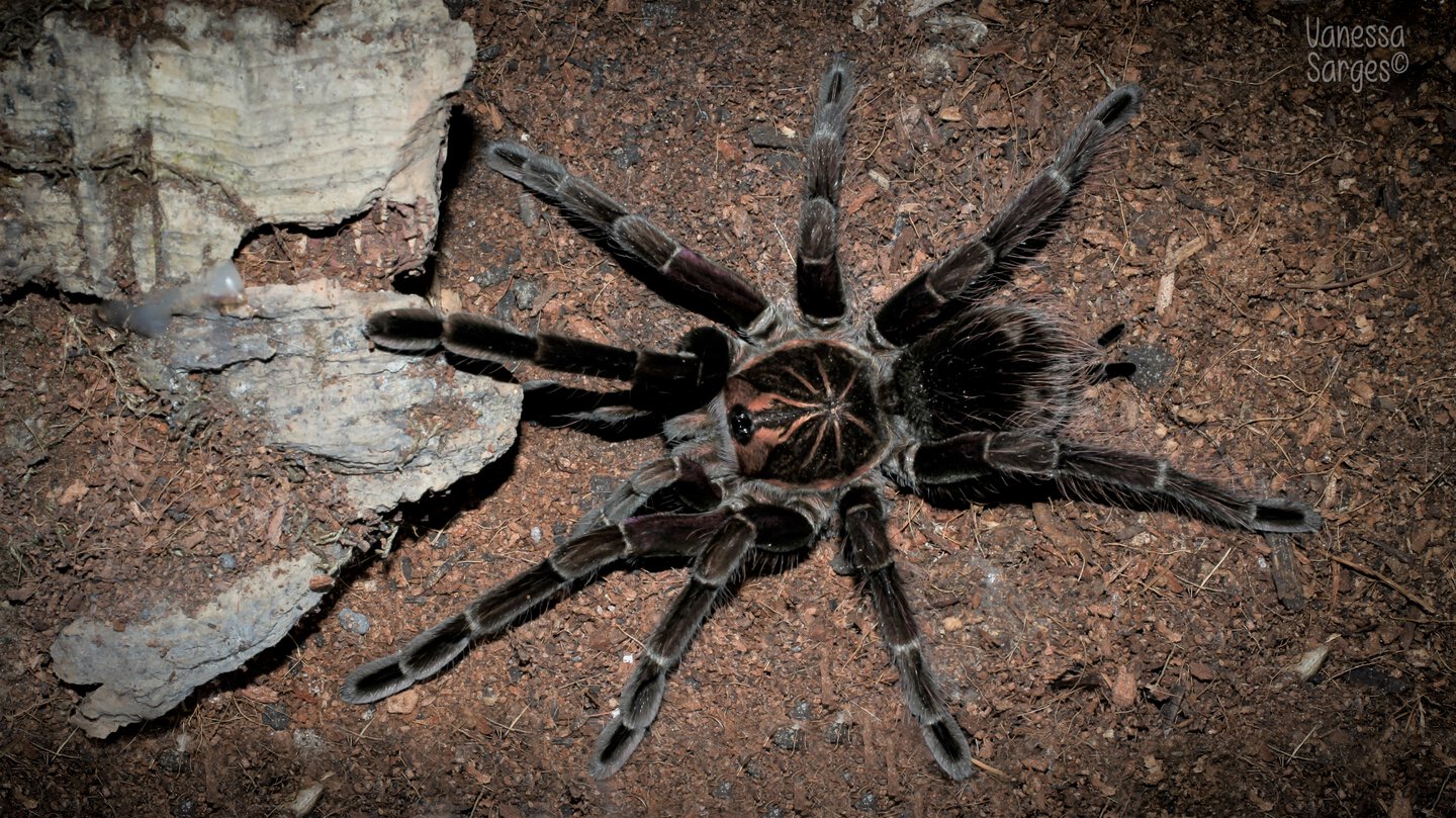 Pamphobeteus platyomma Juvenile Male