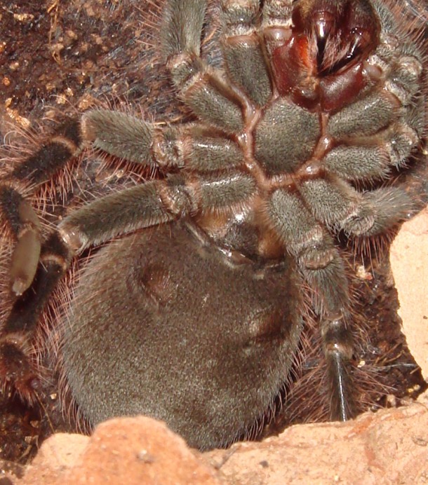 Pamphobeteus platyomma male or female?