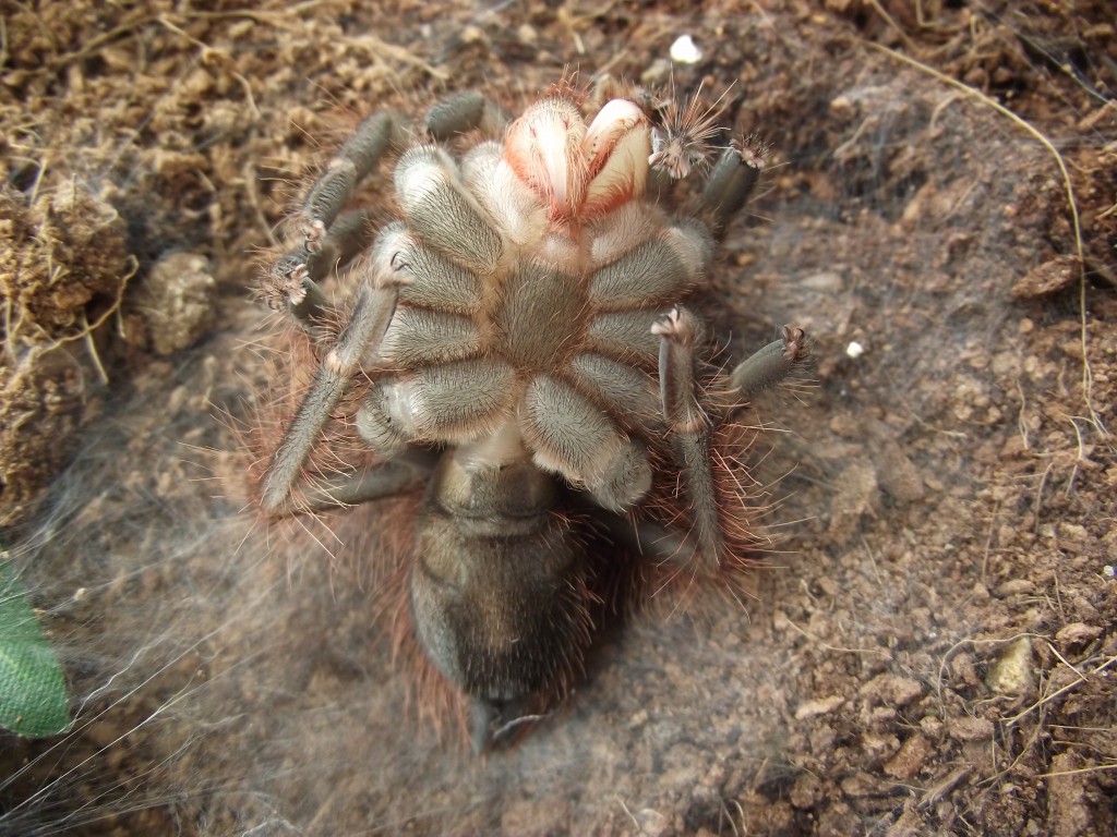 Pamphobeteus platyomma-male or female?
