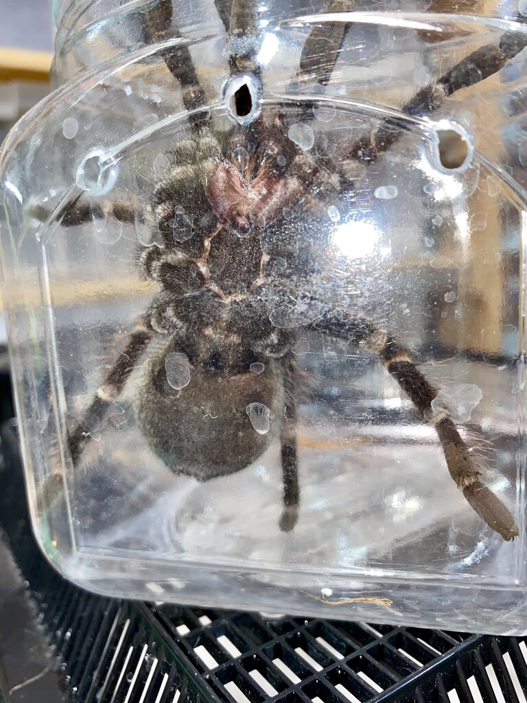 Pamphobeteus platyomma, male or female?