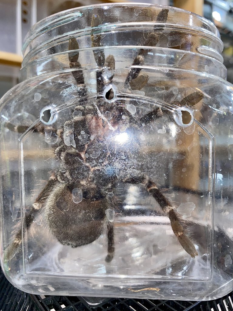 Pamphobeteus platyomma, male or female?