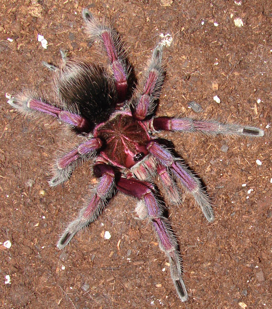 pamphobeteus platyomma