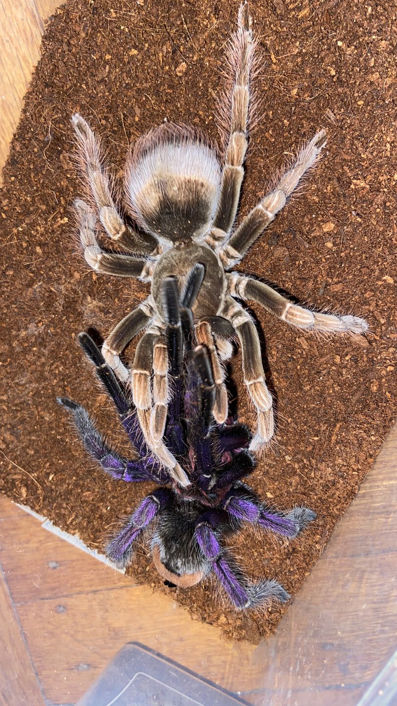 Pamphobeteus platyomma pairing