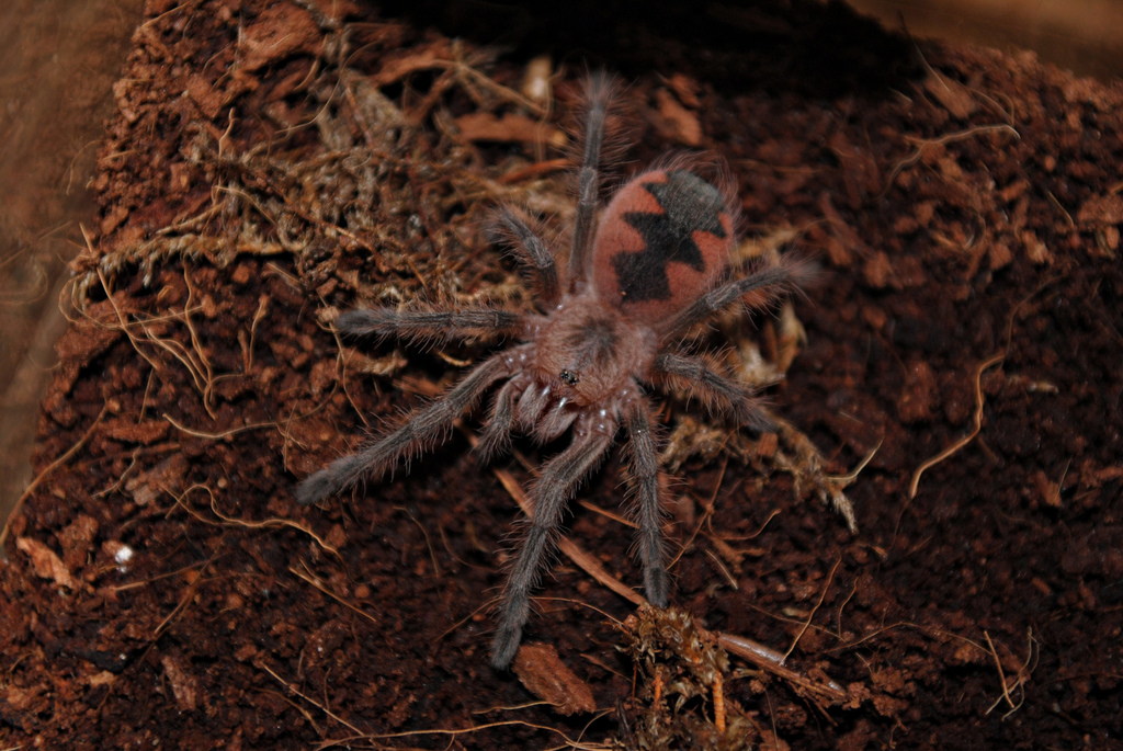 Pamphobeteus platyomma