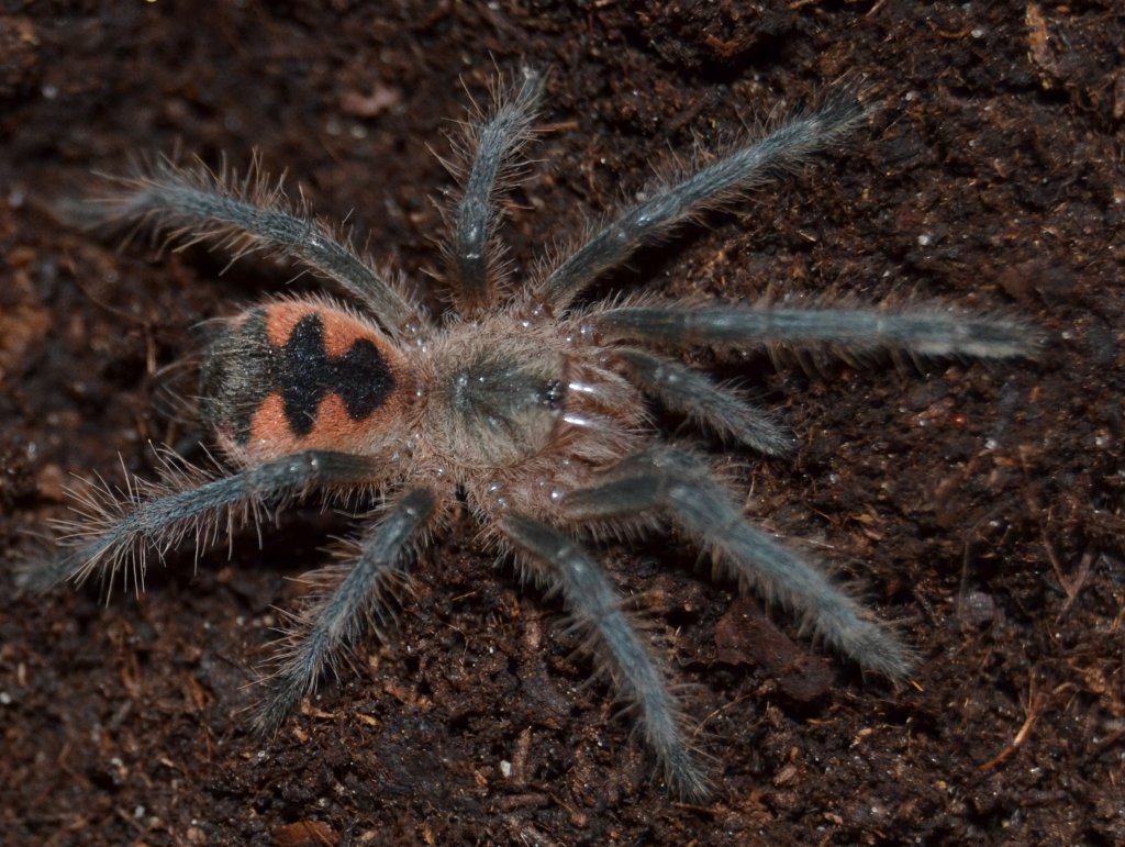 Pamphobeteus platyomma