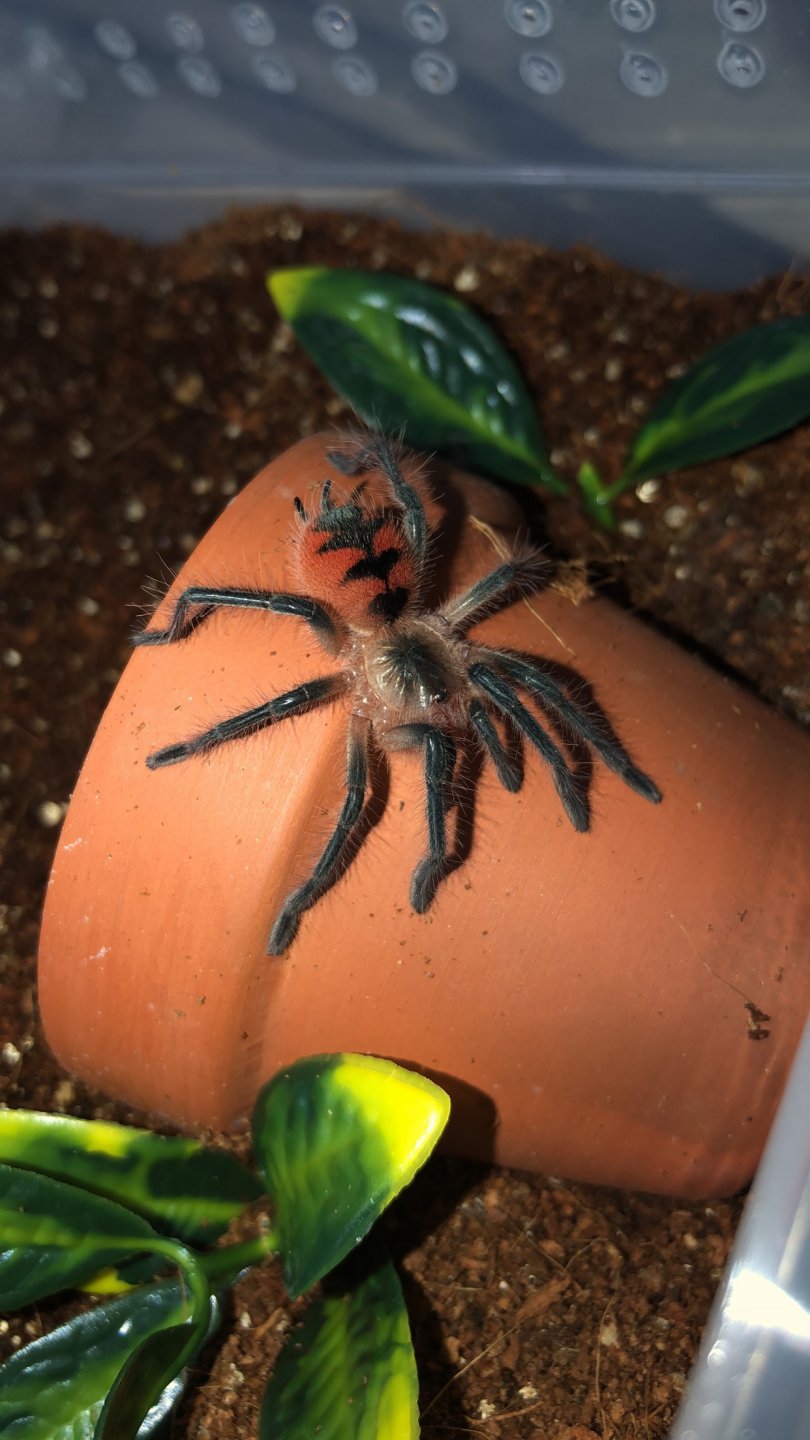 Pamphobeteus sp. ‘flammifera’