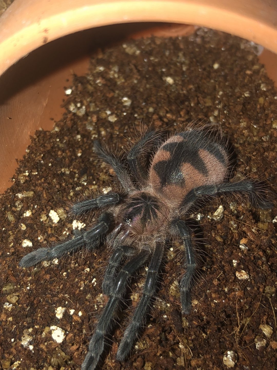 Pamphobeteus sp. ‘machala’