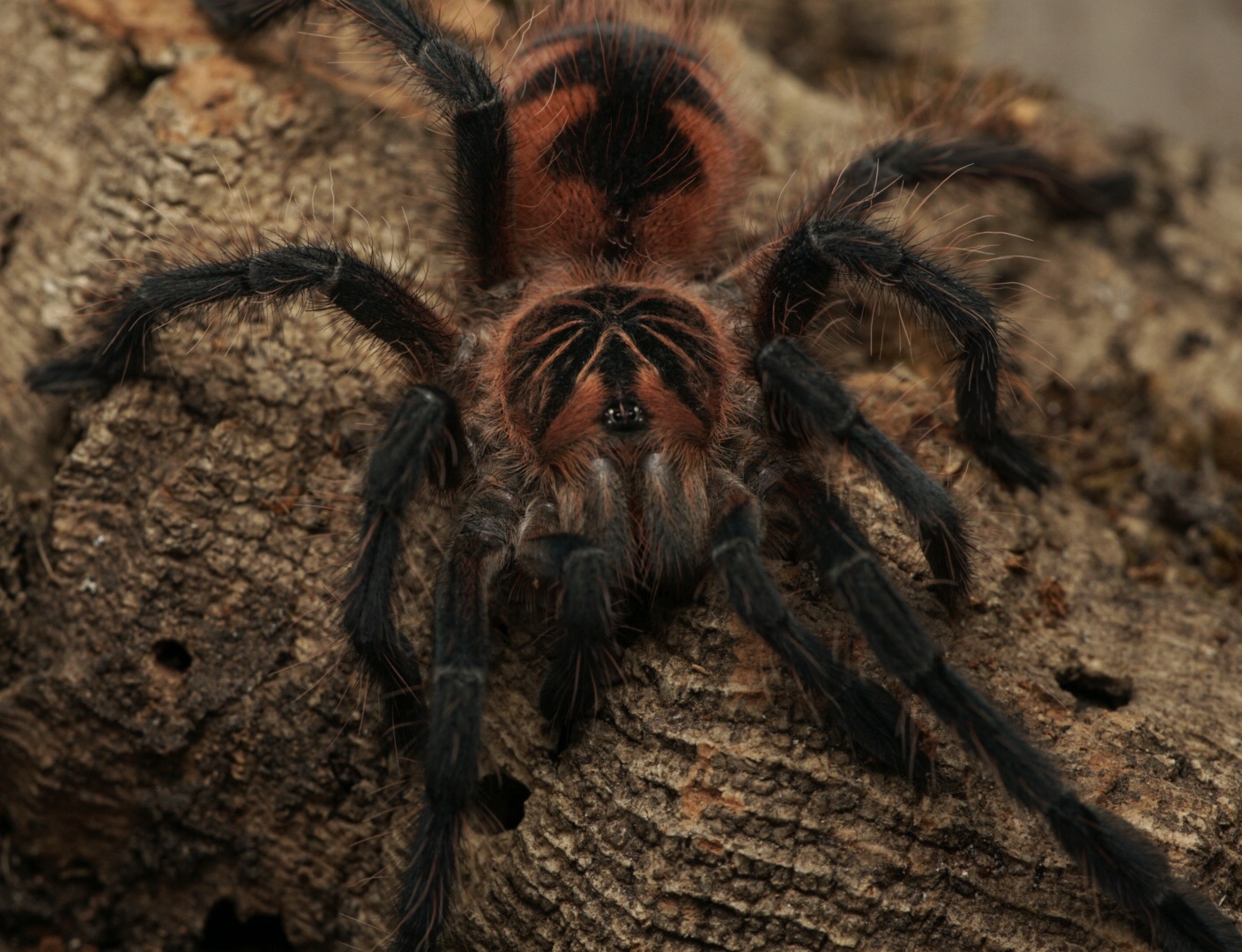 Pamphobeteus sp. ‘machala’