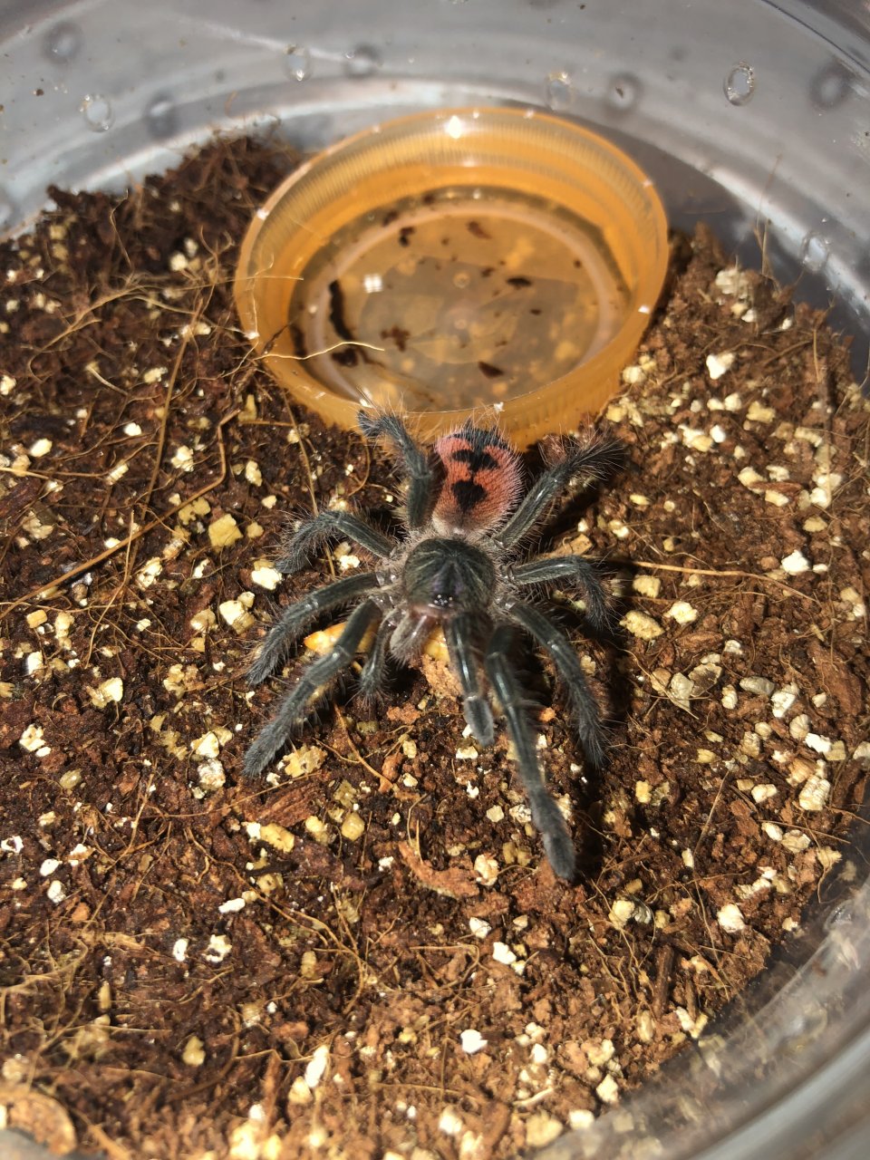 Pamphobeteus sp. ‘magna’