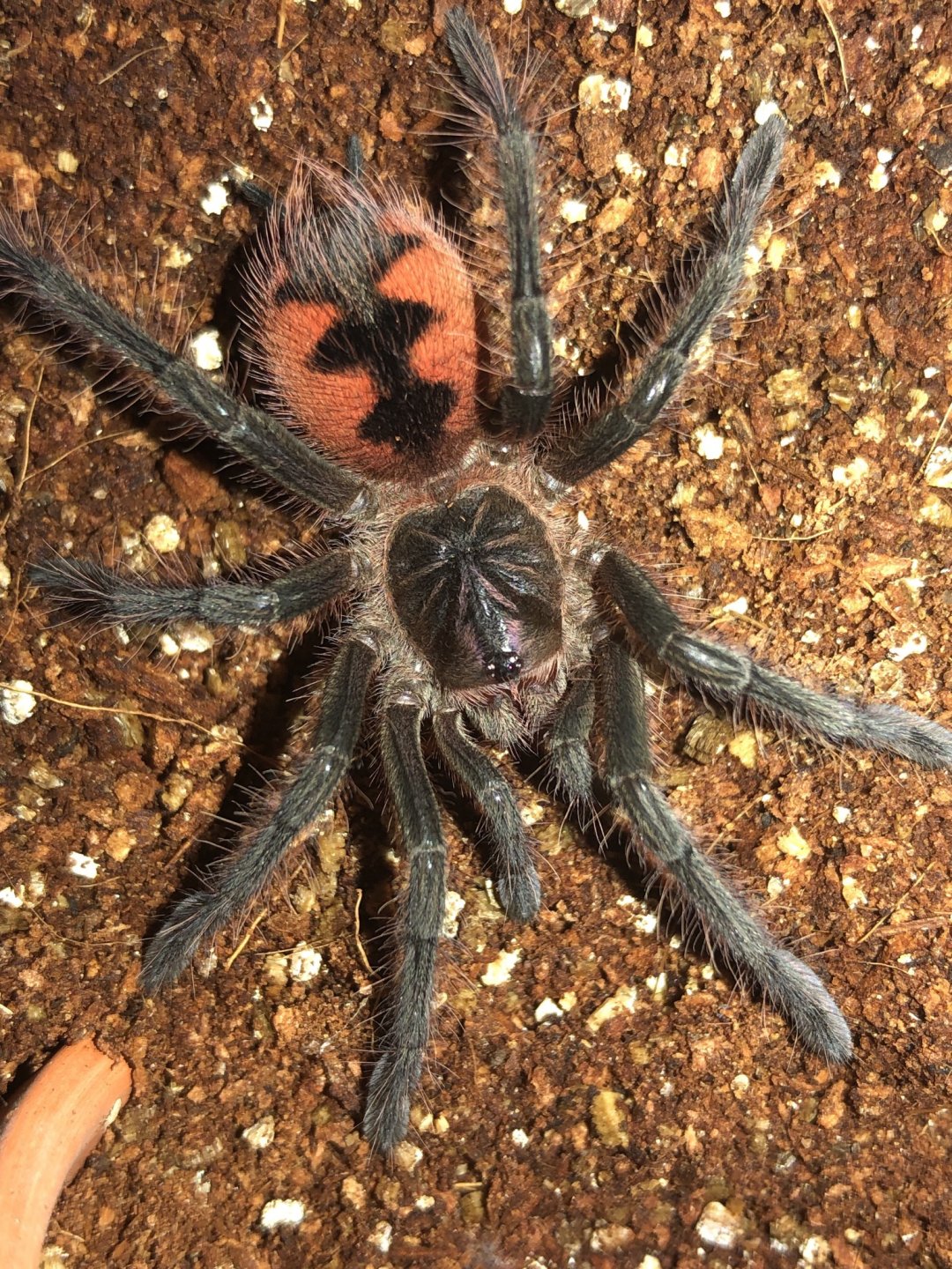 Pamphobeteus sp. ‘magna’