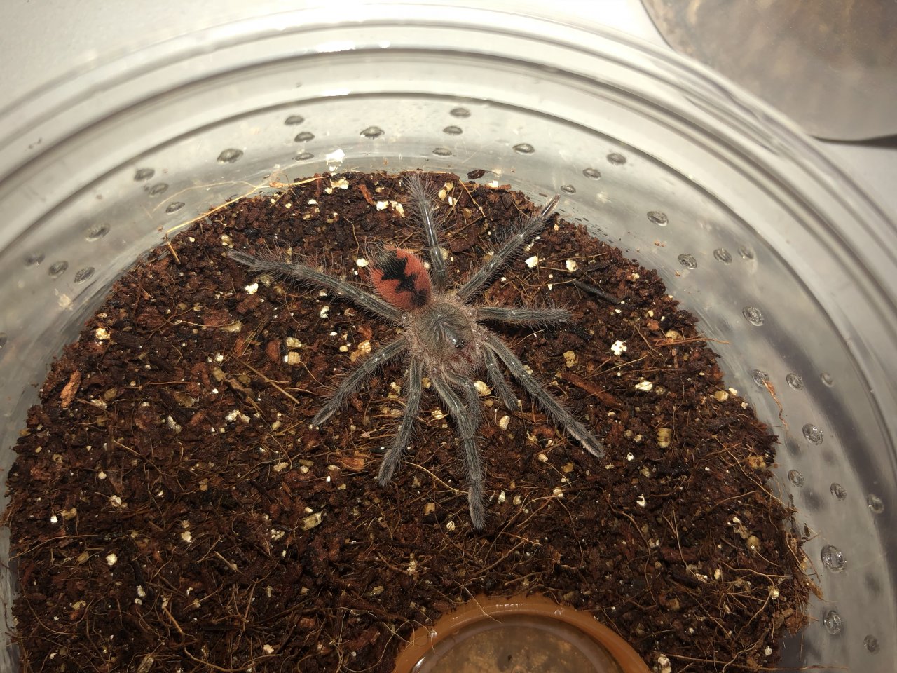 Pamphobeteus sp. ‘manabi’