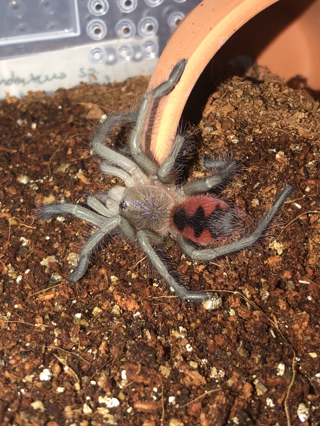 Pamphobeteus sp. ‘manabi’