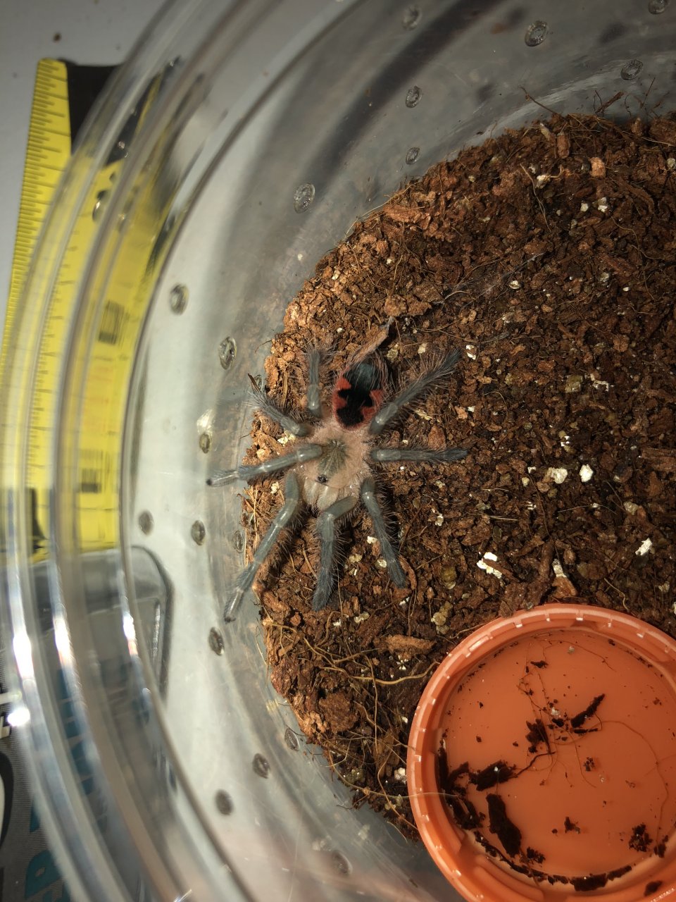 Pamphobeteus sp. ‘mascara’