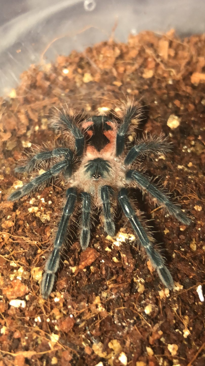 Pamphobeteus sp. ‘mascara’