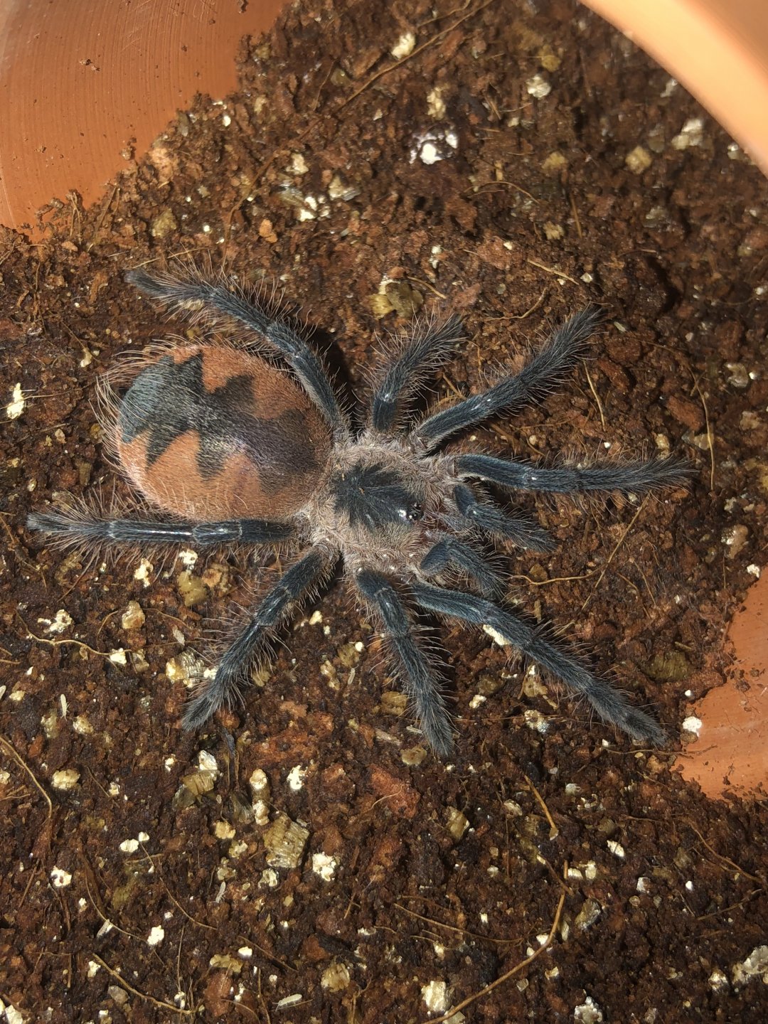 Pamphobeteus sp. ‘mascara’