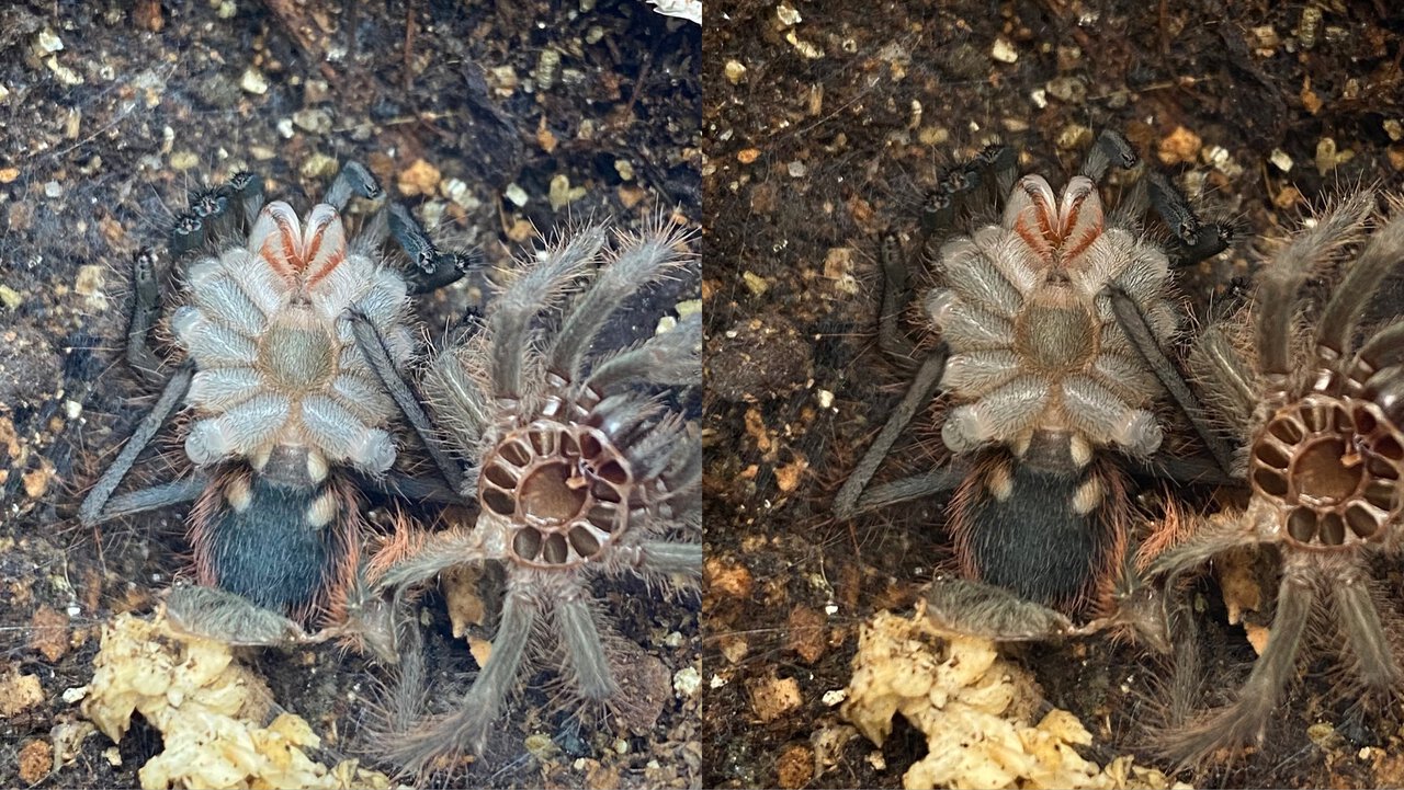 Pamphobeteus sp. ‘Paisa’