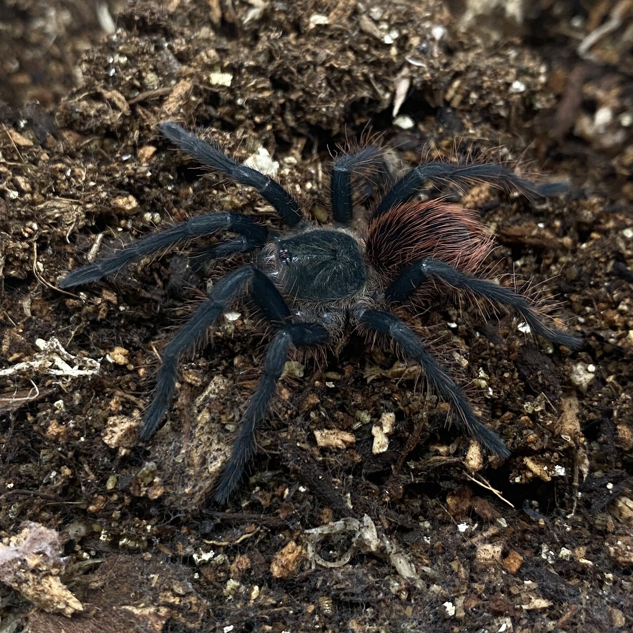 Pamphobeteus sp. ‘Paisa’