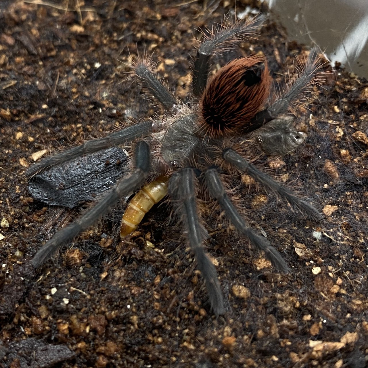 Pamphobeteus sp. ‘Paisa’