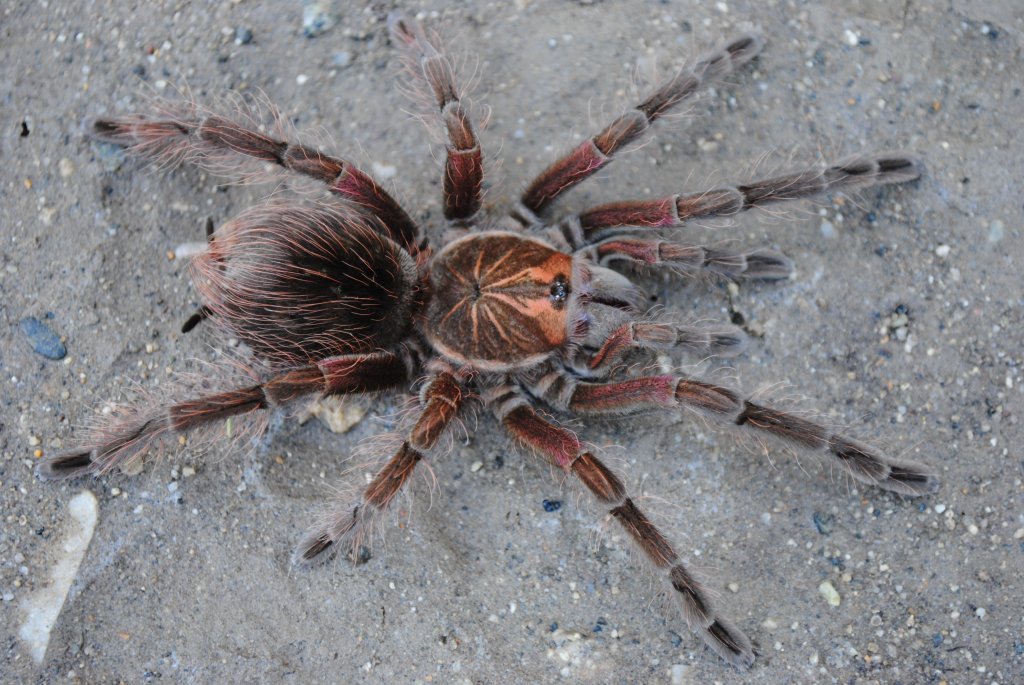 Pamphobeteus sp. “Machala” - Female