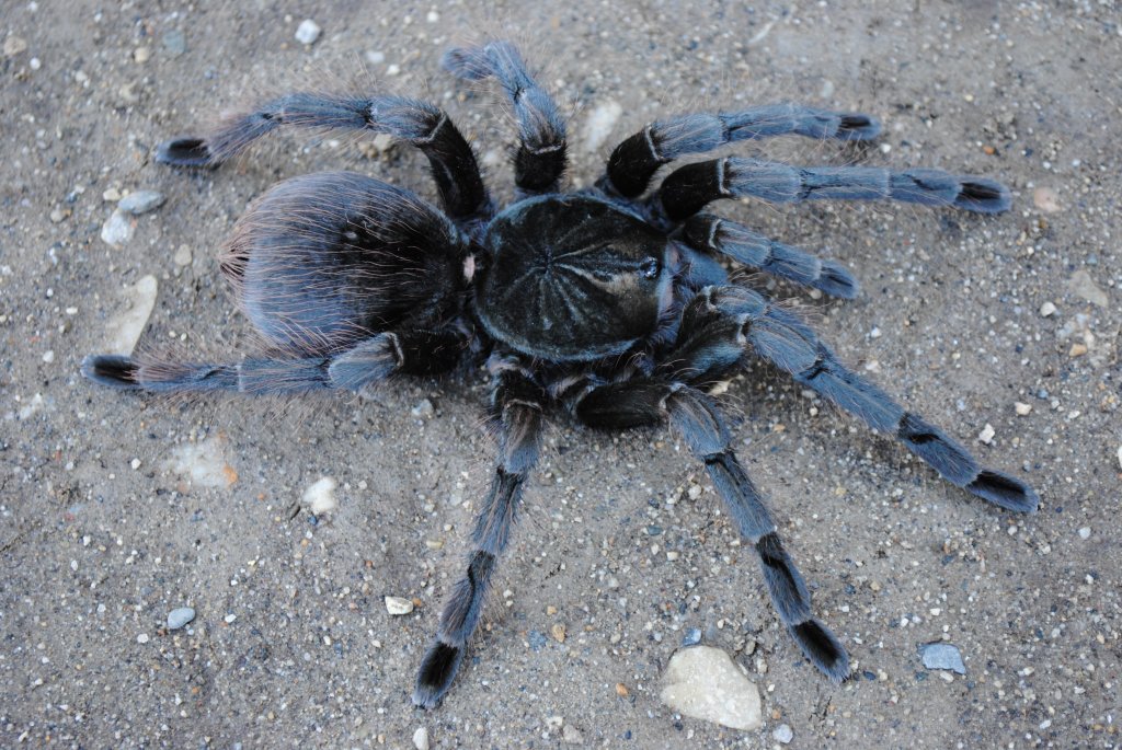 Pamphobeteus sp. “Machala” - Female