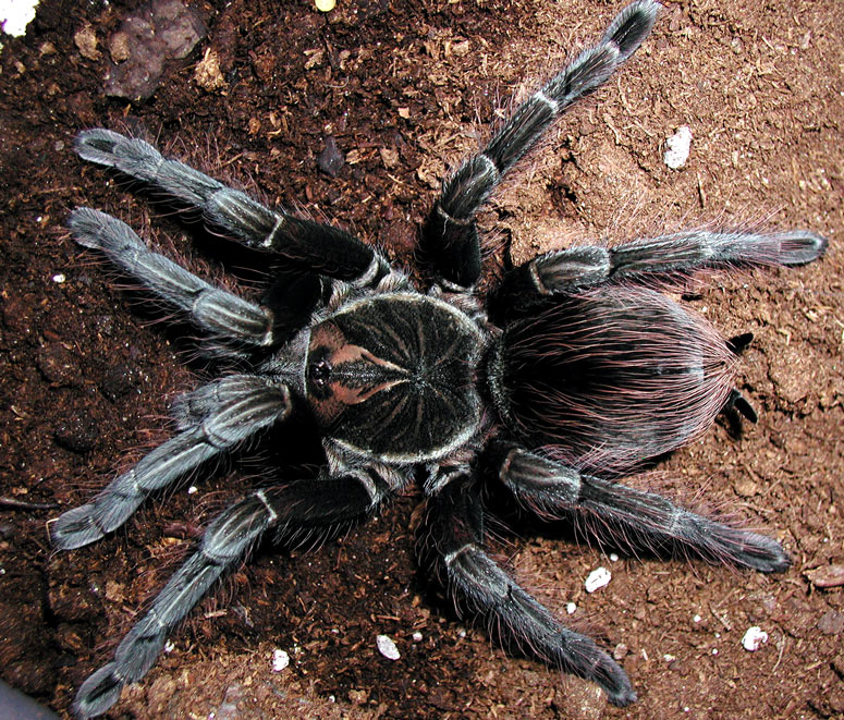 Pamphobeteus sp.2 "Ecuador"