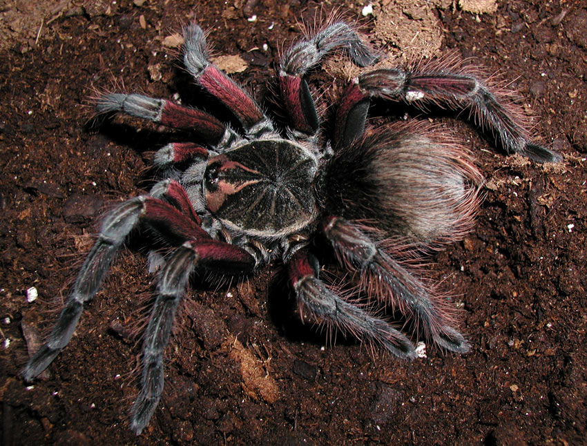 Pamphobeteus sp.2 "Ecuador"