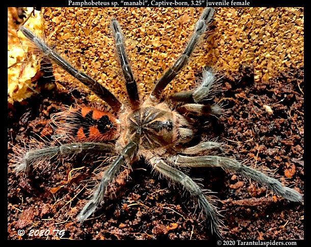 Pamphobeteus.sp._manabi(f)3.25in_juv1.jpeg