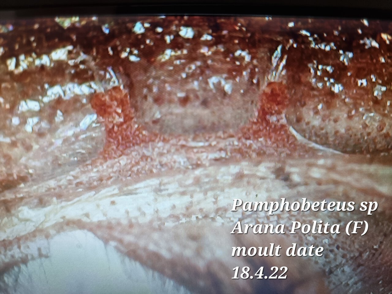 Pamphobeteus sp Arana Polita