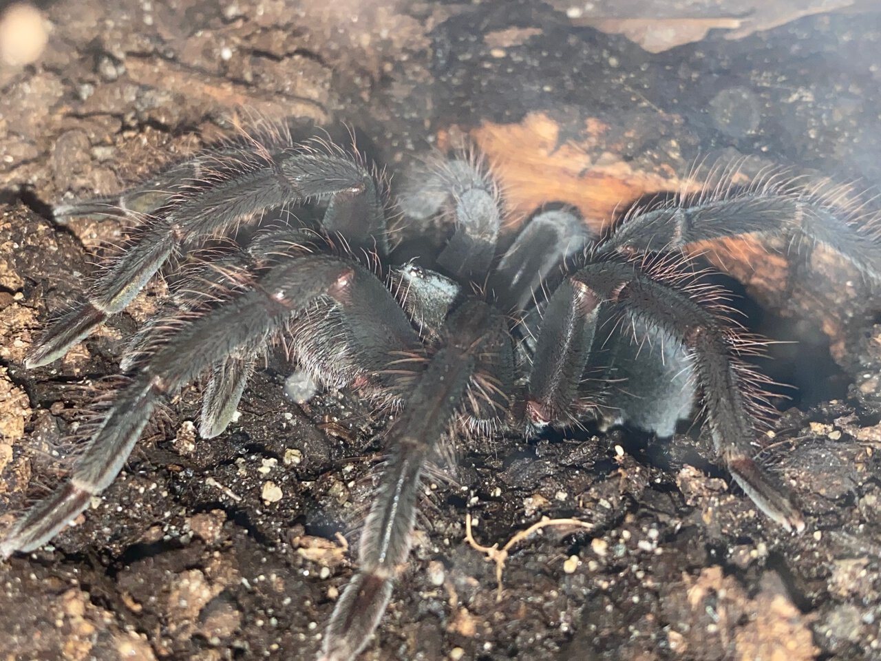 Pamphobeteus sp. Chickenspider (Araña Pollito) ♀