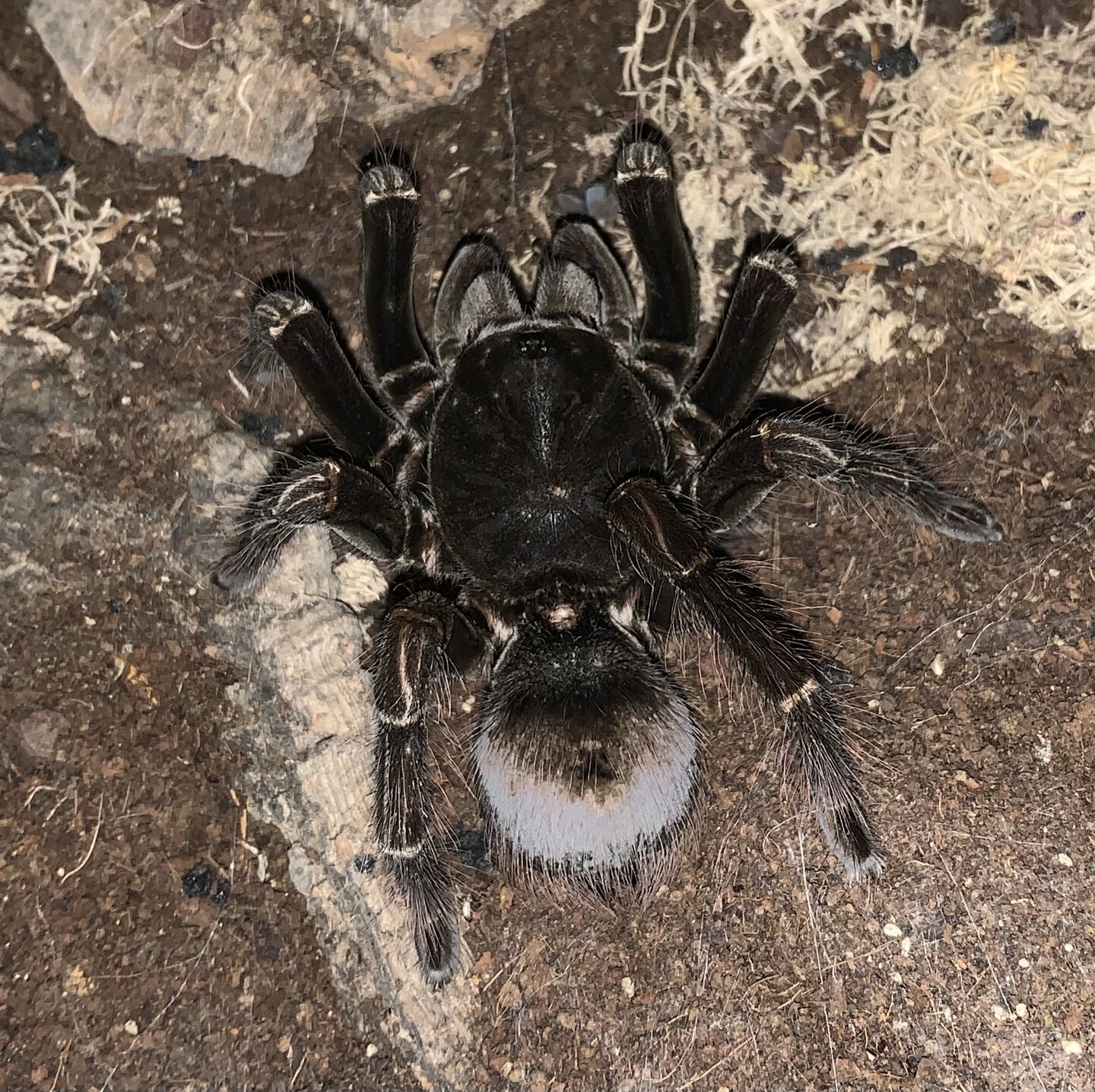 Pamphobeteus sp. costa