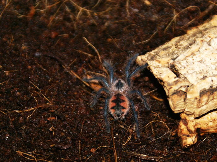 Pamphobeteus Sp. Ecuador Ii Spiderling