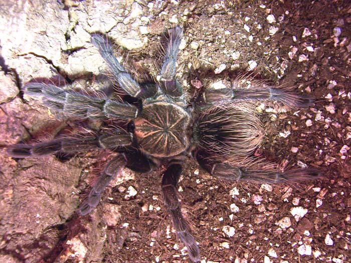 Pamphobeteus sp. "Ecuador"