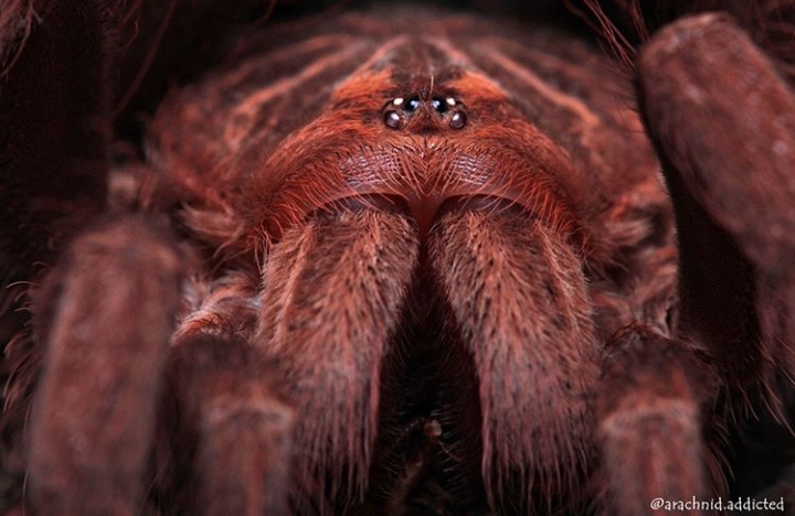 Pamphobeteus sp. "Ecuador".